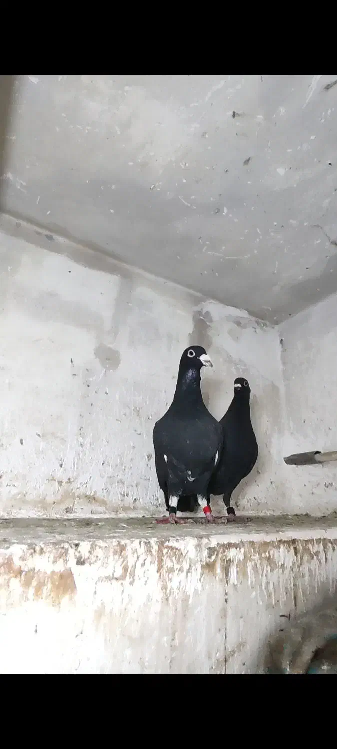 جفت نروماده زاغ|پرنده|اهواز, سلطانمنش|دیوار