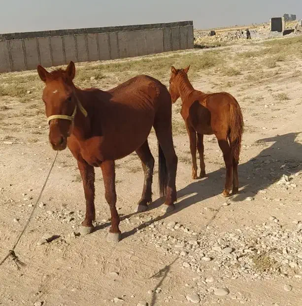 اسب و کره|اسب و تجهیزات اسب‌سواری|پیشوا, |دیوار