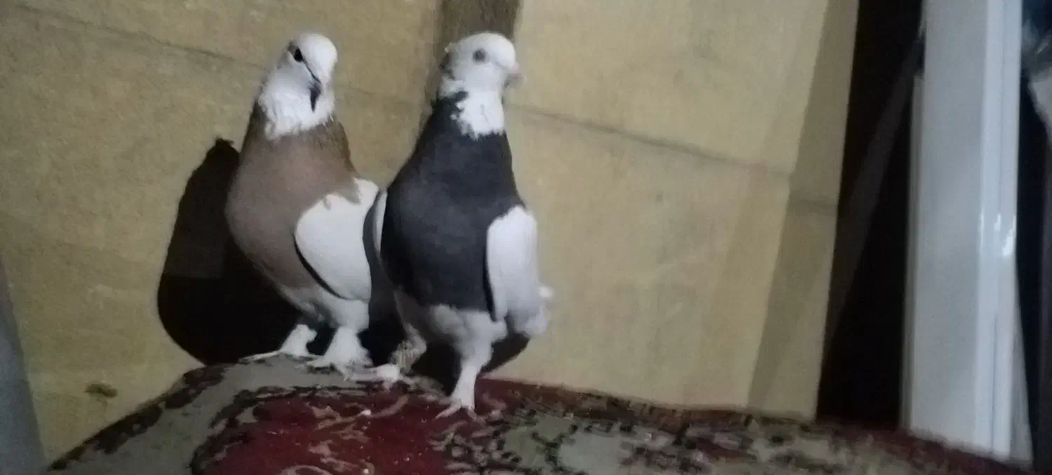 طوقی زرد|پرنده|فولادشهر, A3|دیوار