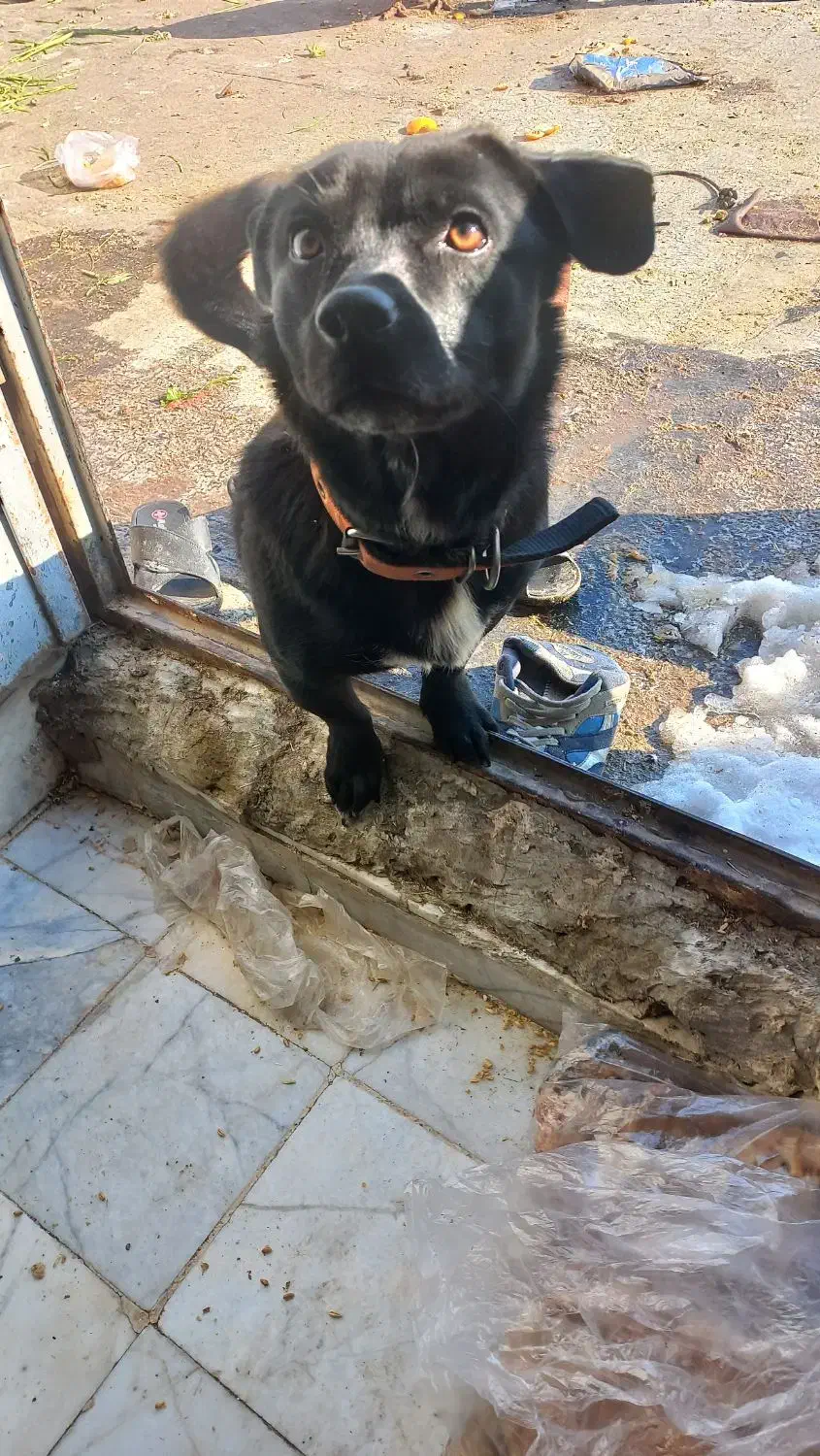 پاکوتاه نژاد پاک رنگ مشکی برای کشش|سگ|مشهد, همت آباد|دیوار