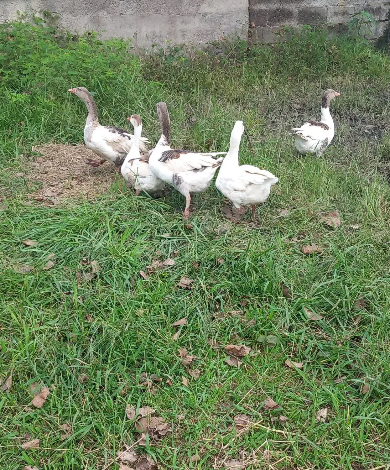 غاز های چهارماهه|حیوانات مزرعه|لولمان, |دیوار