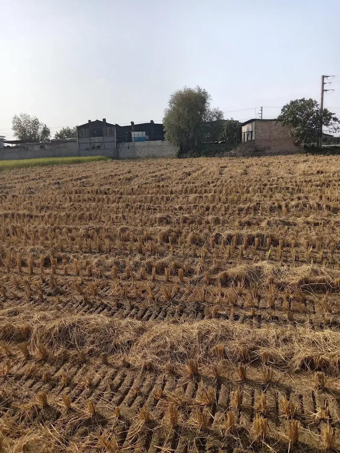 زمین 8600متر در مازندران جاده قائم شهر به جویبار|فروش زمین و ملک کلنگی|قائمشهر, |دیوار