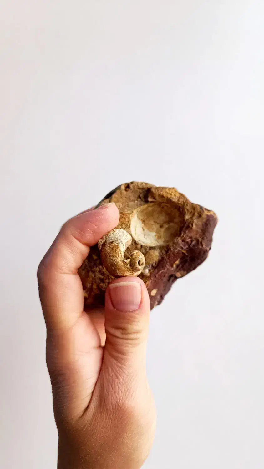 فسیل قدیمی به همراه سنگ میزبان|کلکسیون اشیاء عتیقه|تهران, حشمتیه|دیوار