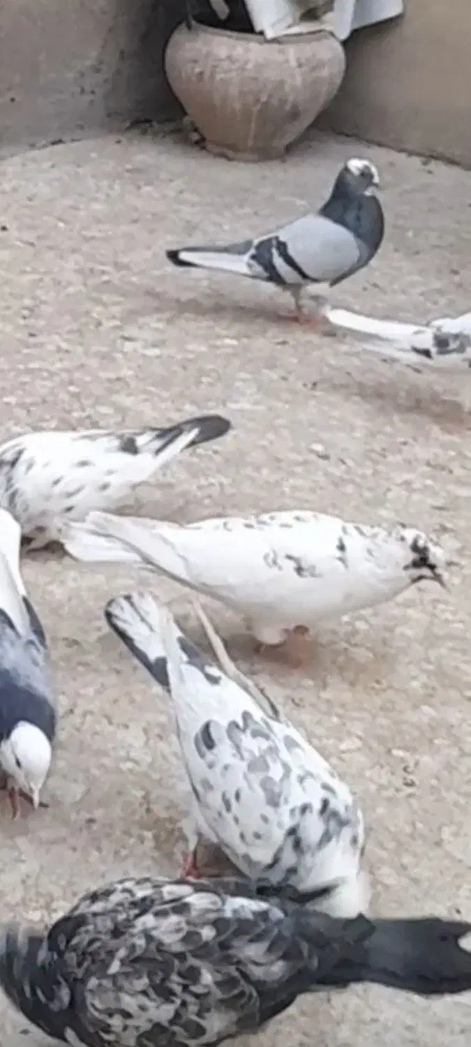 کبوترکفتر گمشده|حیوانات|تهران, نعمت‌آباد|دیوار