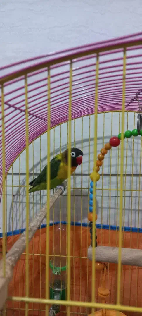 پرنده فروشی|پرنده|دزفول, |دیوار