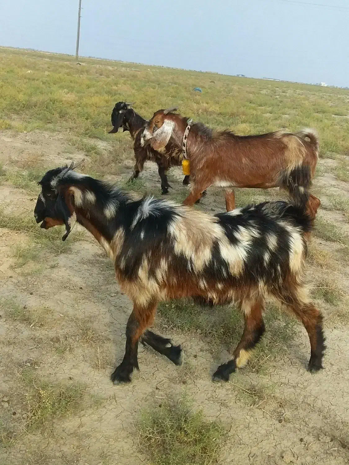 بزغاله پلنگی پاکستانی لنگه ۲قلو|حیوانات مزرعه|گنبد کاووس, |دیوار