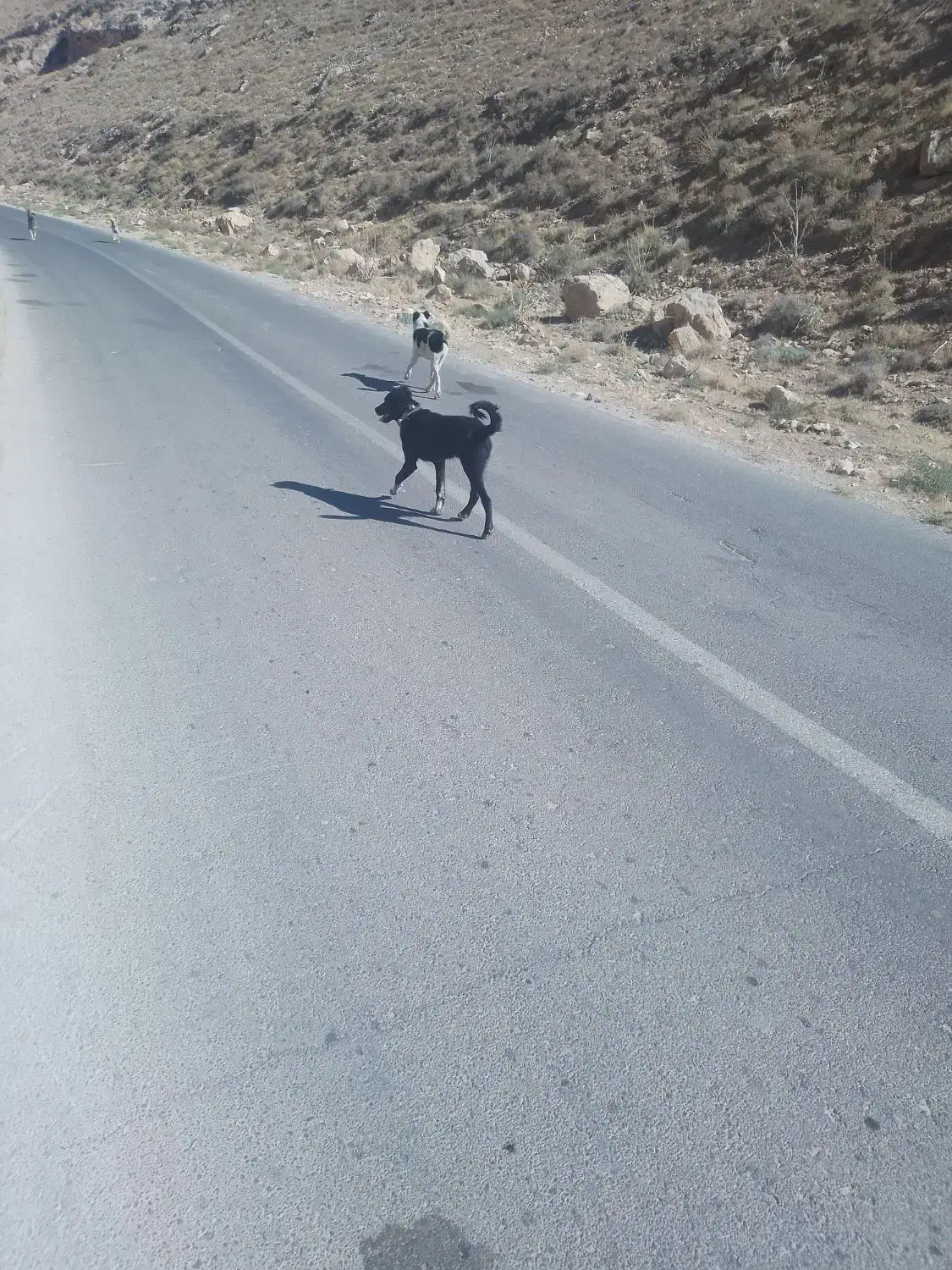 فروش سگ گله|سگ|پیشخور, |دیوار