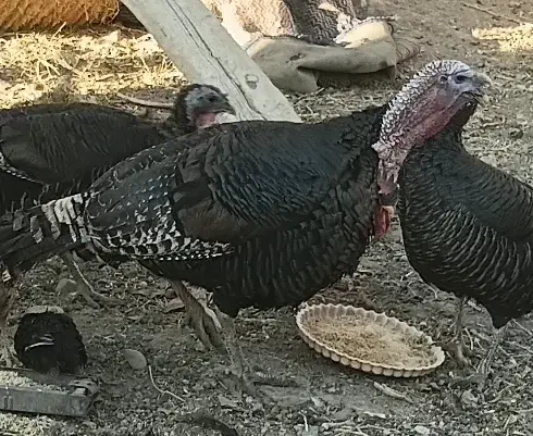 بوقلمون محلی|حیوانات مزرعه|قم, قم نو|دیوار