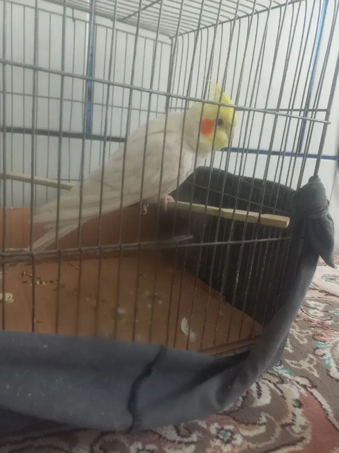 عروس هلندی سخنگو|پرنده|اصفهان, شهرستان|دیوار