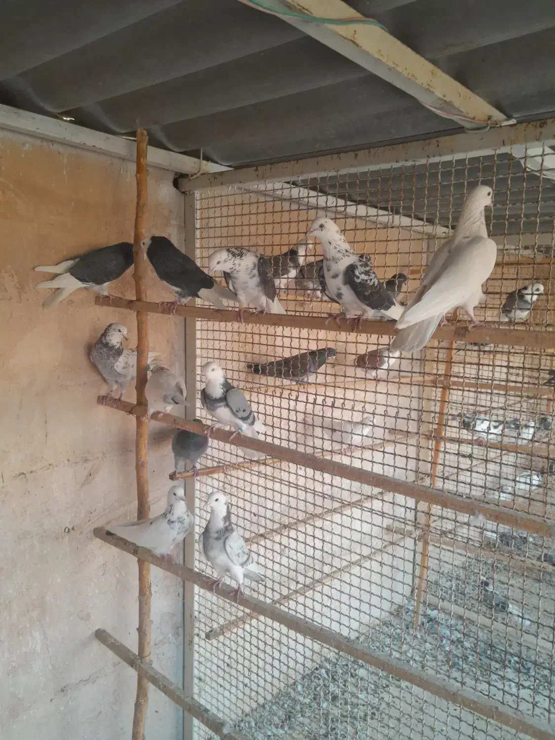 کبوتر پرشی|پرنده|پاکدشت, پارچین|دیوار