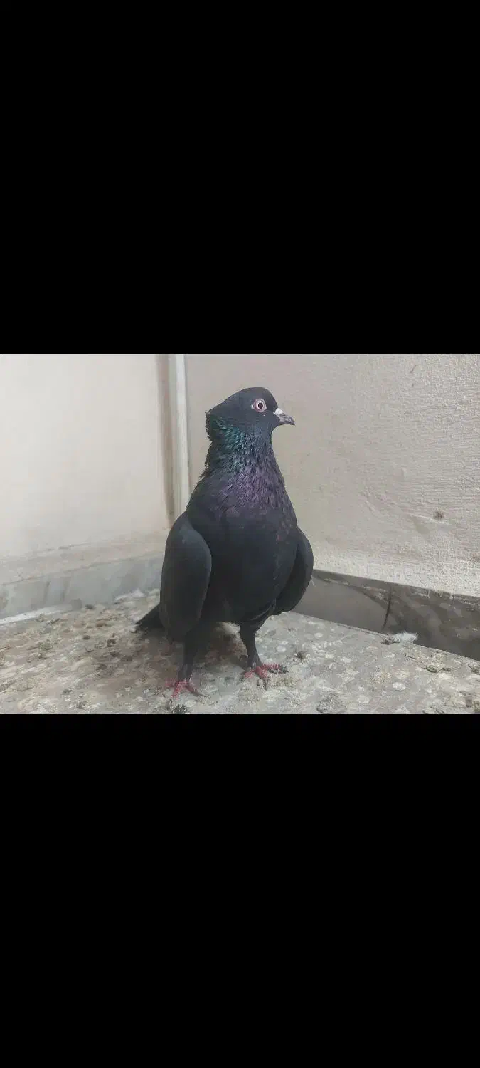 کبوتر پرشی|پرنده|قائمشهر, |دیوار