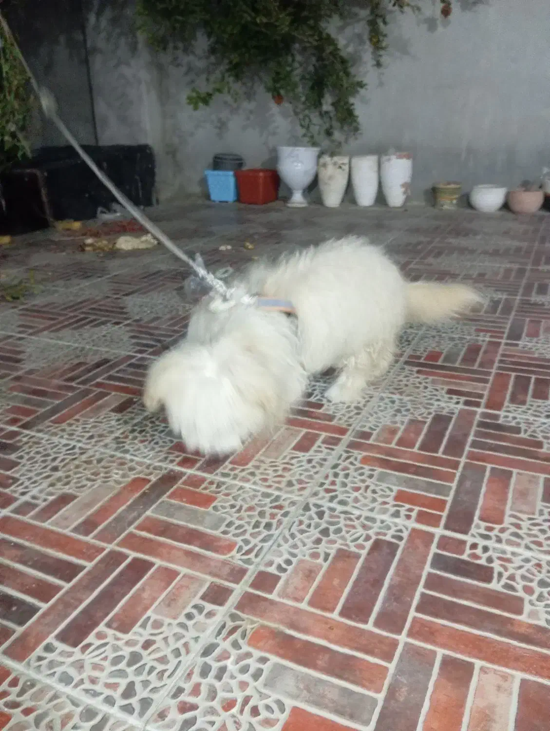 سگ شیتوز|سگ|شیراز, زرهی|دیوار