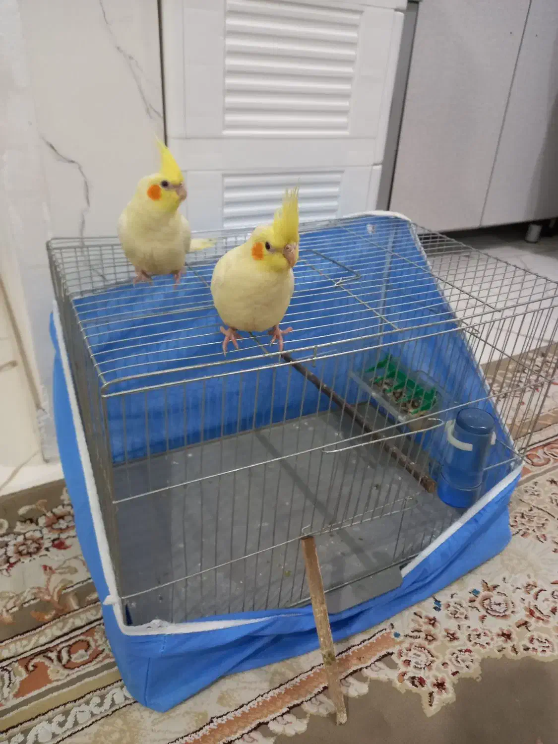 ۲تا عروس هلندی رام رام رام|پرنده|هشتگرد, هشتگرد قدیم|دیوار