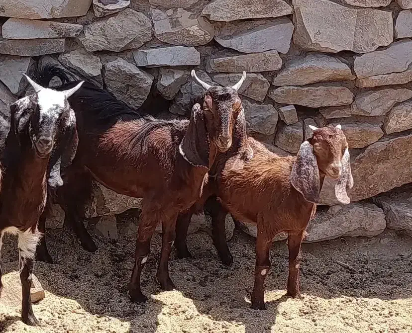 بزو بزغاله|حیوانات مزرعه|بیرجند, |دیوار