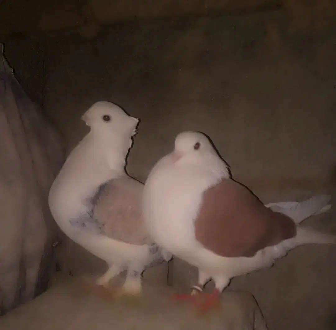 معاوضه با طوق|پرنده|جوانرود, |دیوار