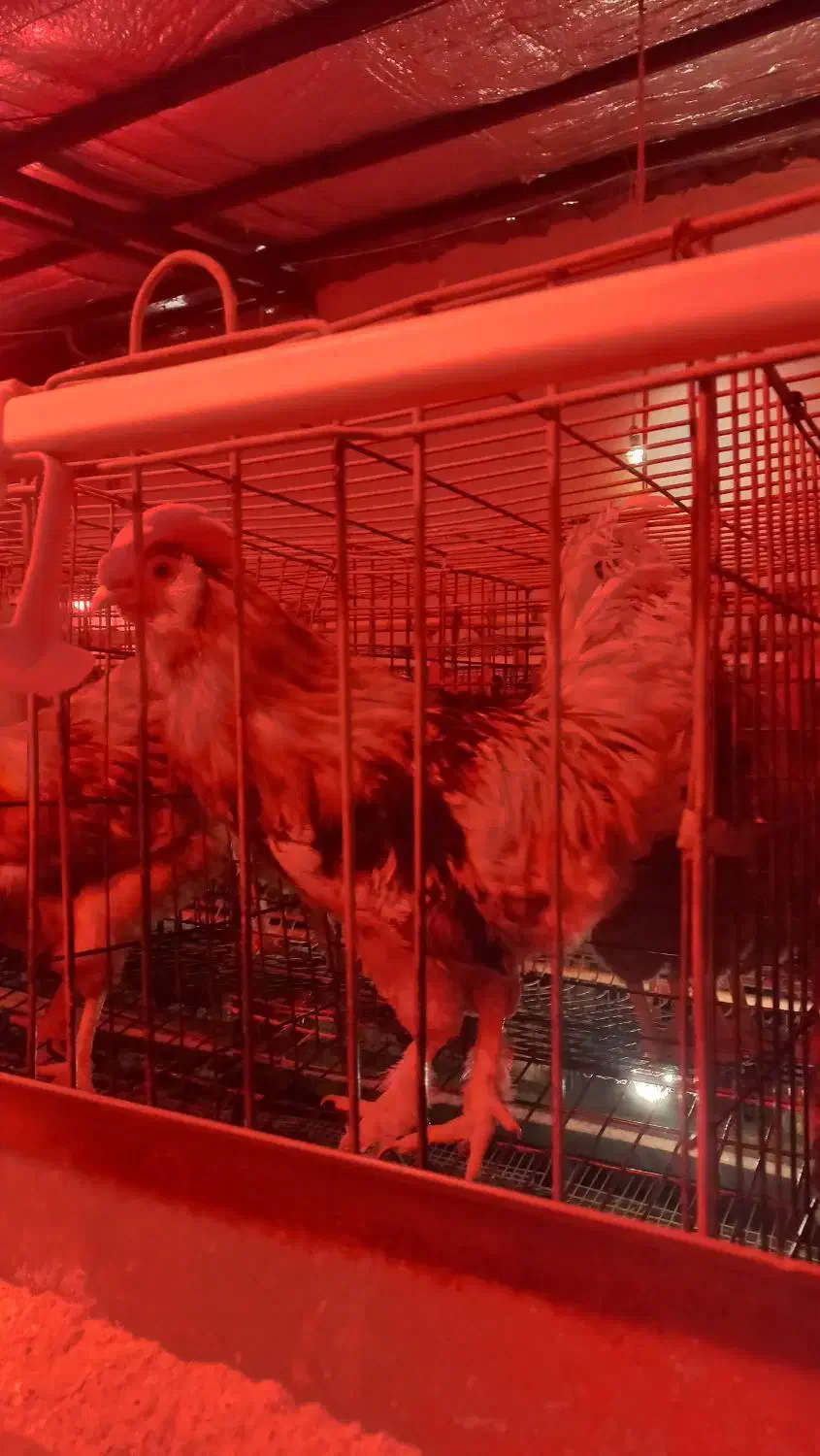 تخم مرغ محلی بهداشتی و مقوی|خوردنی و آشامیدنی|کرج, حصارک پایین|دیوار