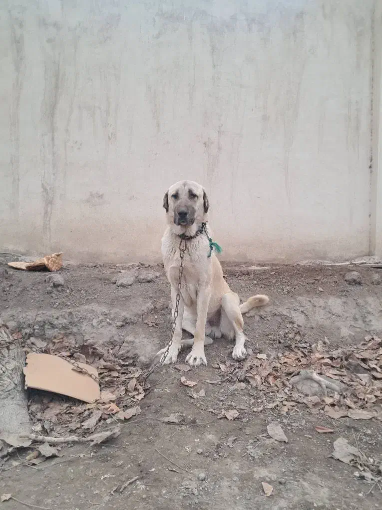 واگذاری پژدر توله نر|سگ|تهران, شادآباد|دیوار