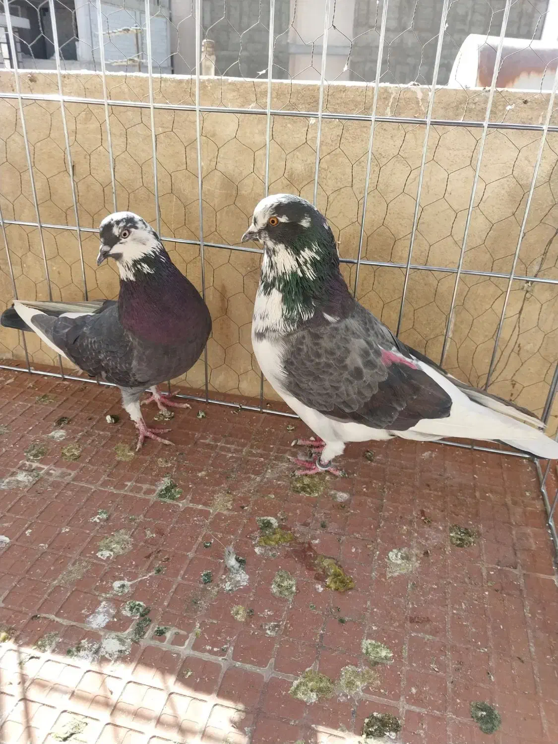 کفتر ی کبوتر|پرنده|تهران, آذری|دیوار