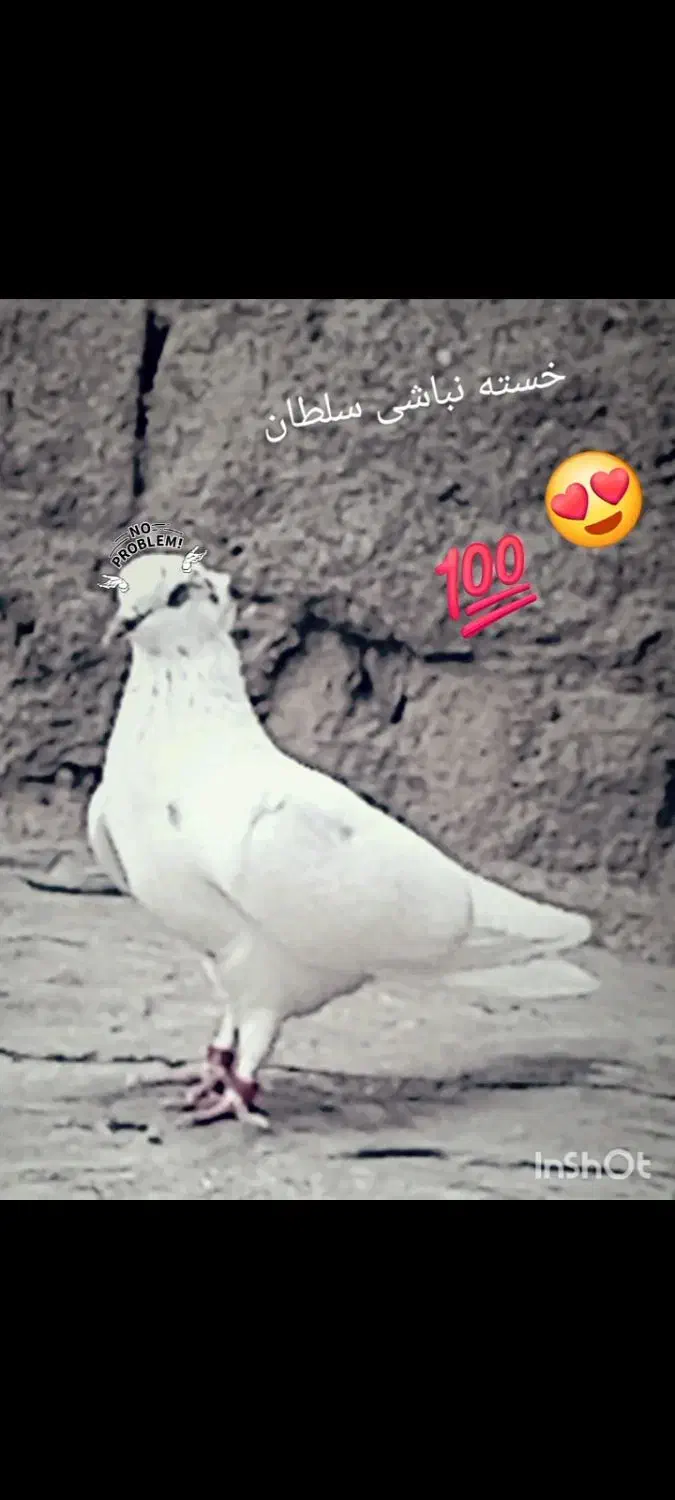 گمشده|حیوانات|بهار, |دیوار