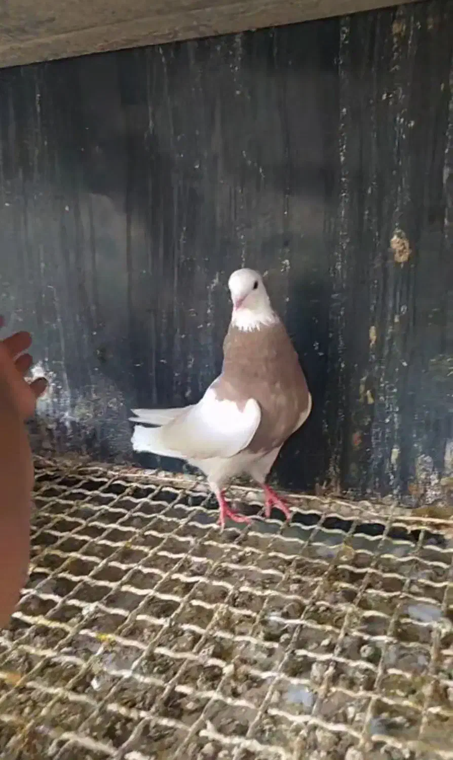 طوق سرکه ای بی نقص|پرنده|بهبهان, |دیوار