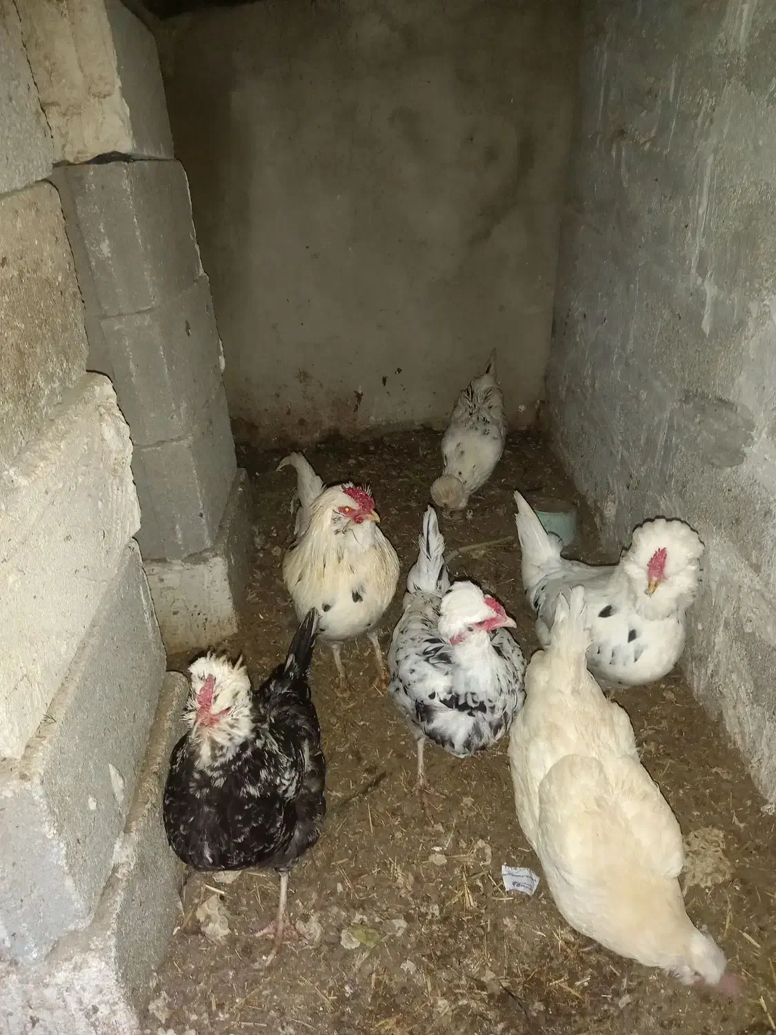 تخم مرغ  کلین لری و محلی|حیوانات مزرعه|اردبیل, |دیوار