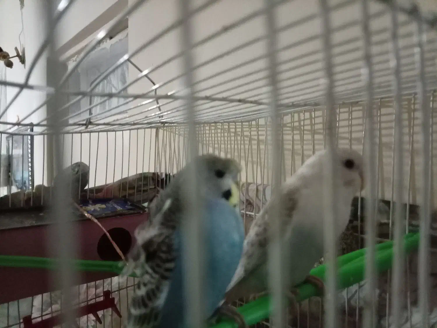 طوطی|پرنده|زبرخان, |دیوار