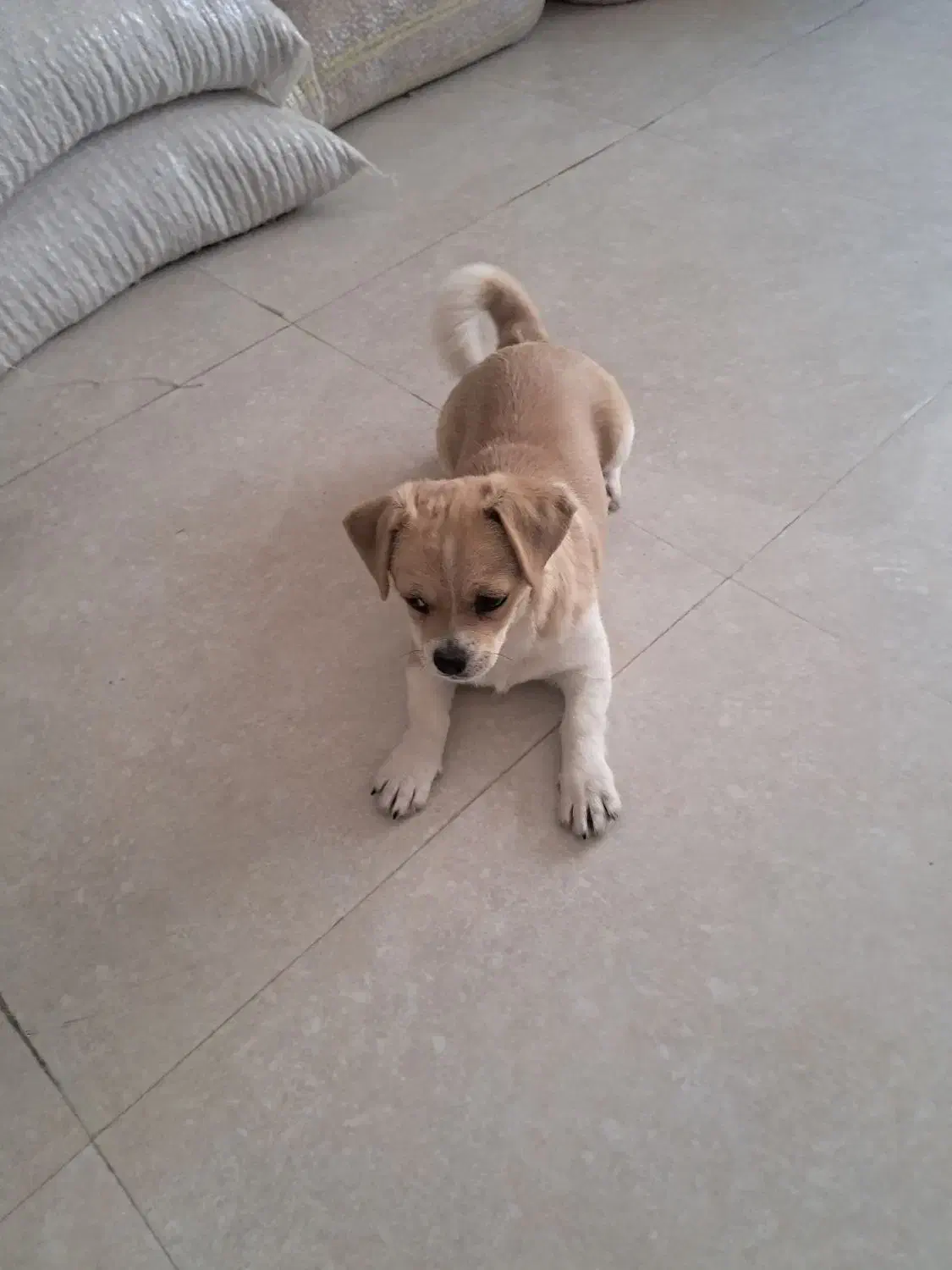 واگذاری هاپوی خانگی|سگ|آباده, |دیوار