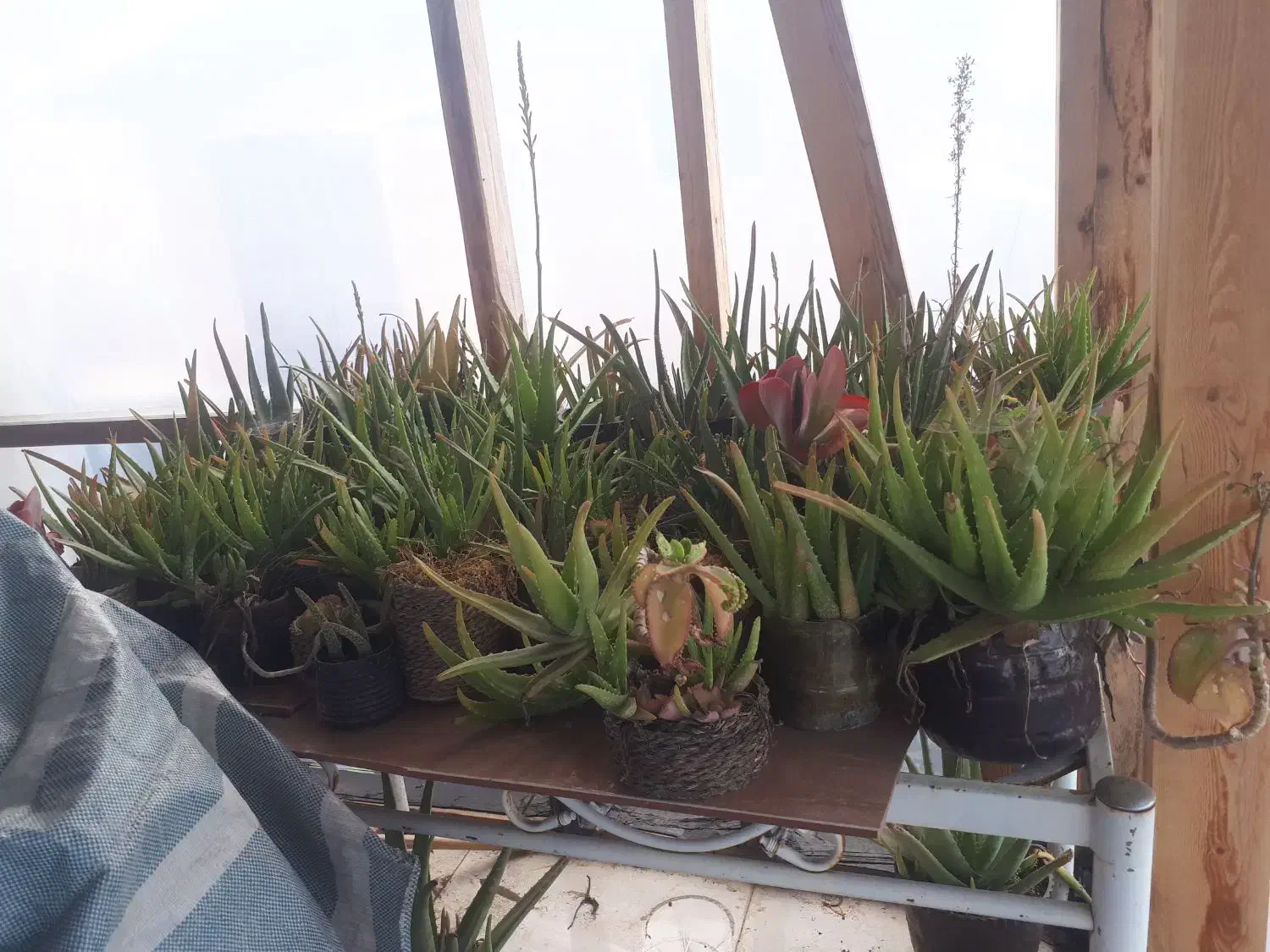 آلوئه ورا|گل و گیاه طبیعی|لاهیجان, گلستان|دیوار