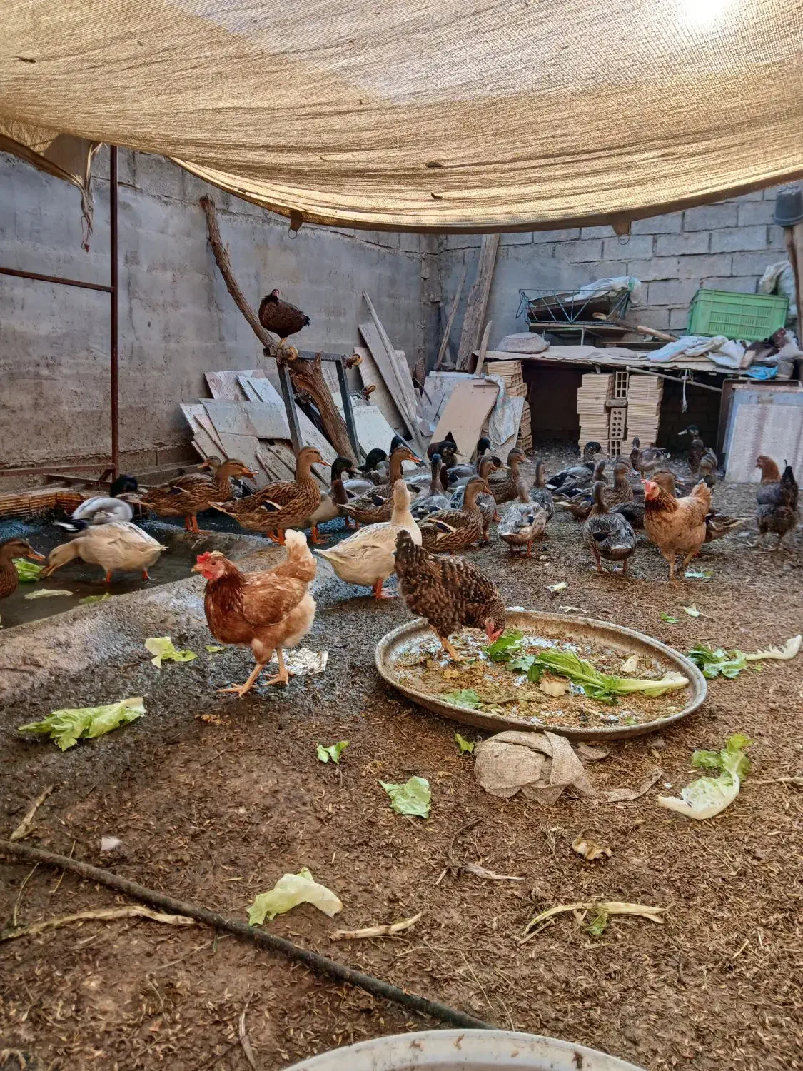 اردک وحشی سالم و سرحال تعداد ۲۰عدد|حیوانات مزرعه|اهواز, فرهنگ شهر|دیوار