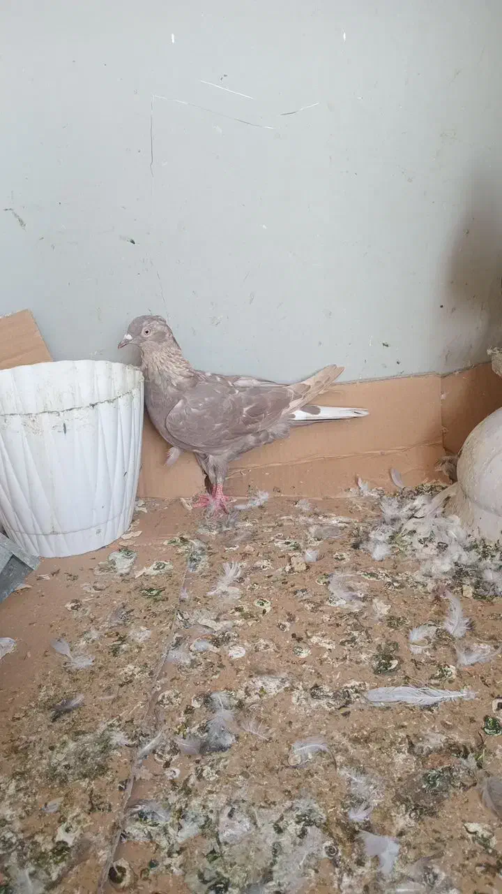 کبوتر پیس|پرنده|محمدشهر, شهرک پیام (مهرالبرز)|دیوار