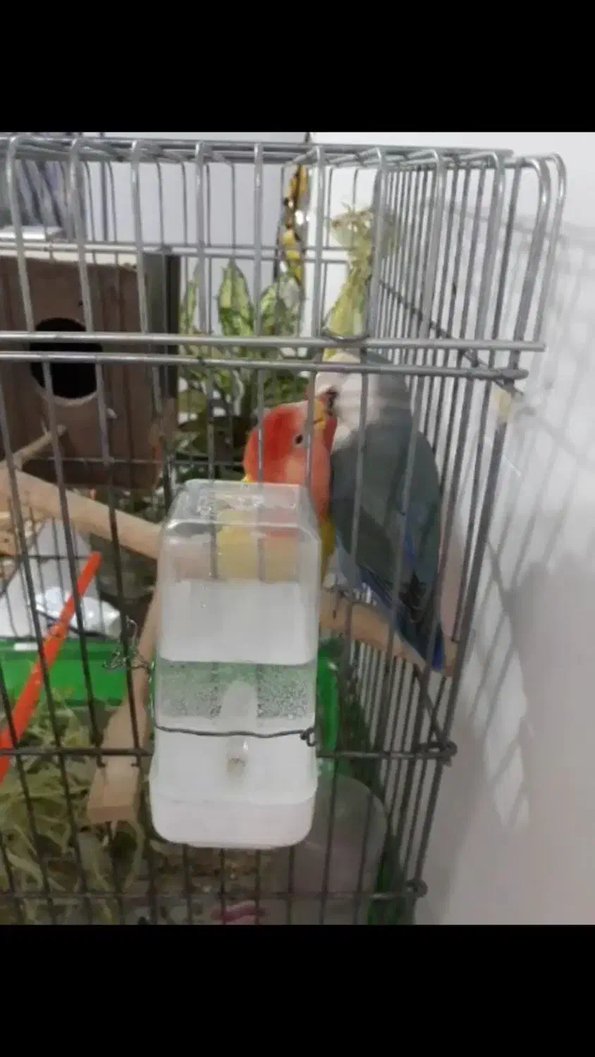 طوطی برزیلی جفت مولد و دستی|پرنده|باغستان, |دیوار