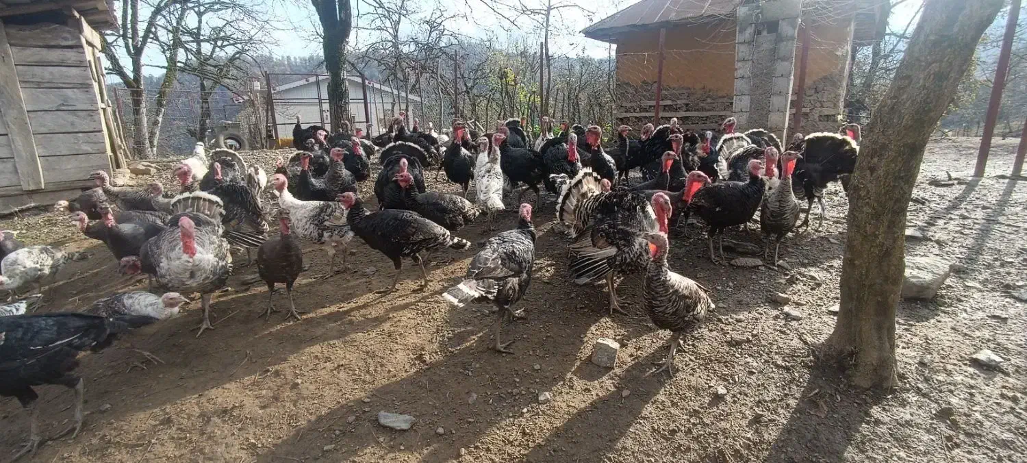 فروش ویژه بوقلمون نر و ماده|حیوانات مزرعه|رضوانشهر, |دیوار