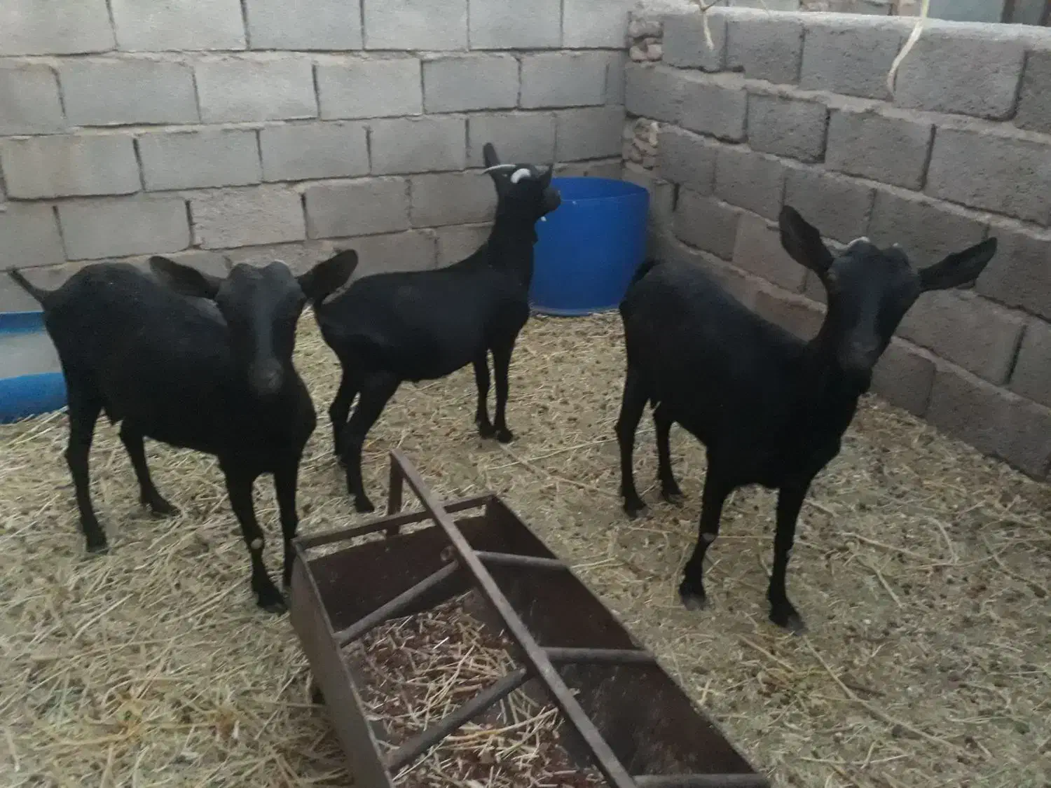 فروش گوسفند|حیوانات مزرعه|زرند, |دیوار