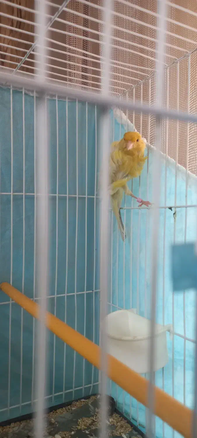 قناری نرمست خون سیلور نقره ای درشت|پرنده|مشهد, قائم|دیوار