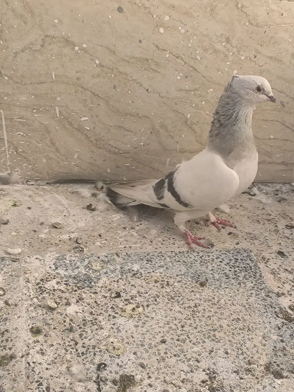 نقره ای یاسوسنی وقره طاووسی|پرنده|قم, مجیدیه|دیوار