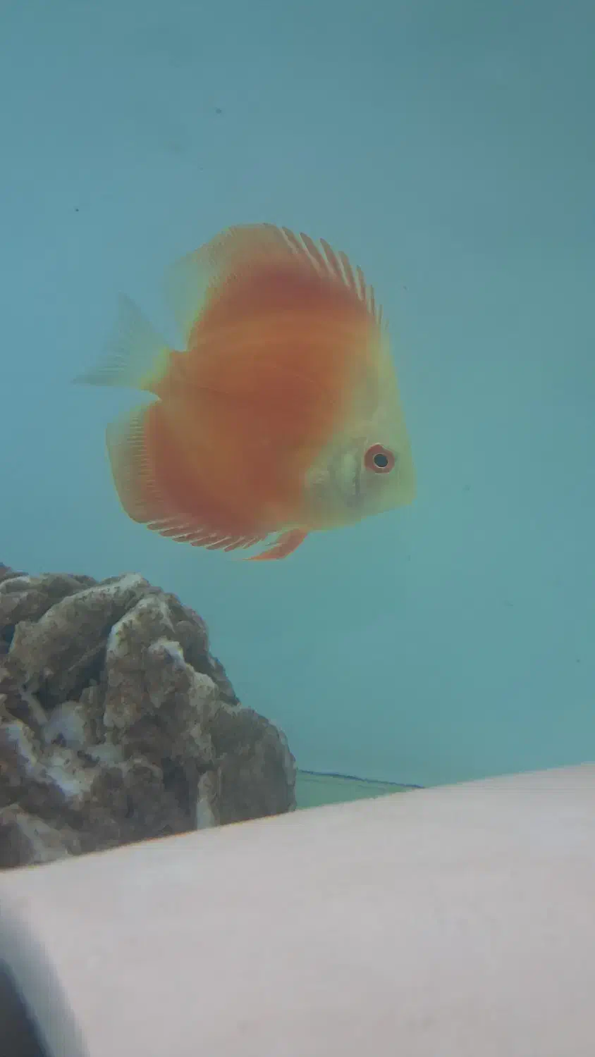 ماهی دیسکس و کت اسپورت|ماهی|گناباد, |دیوار