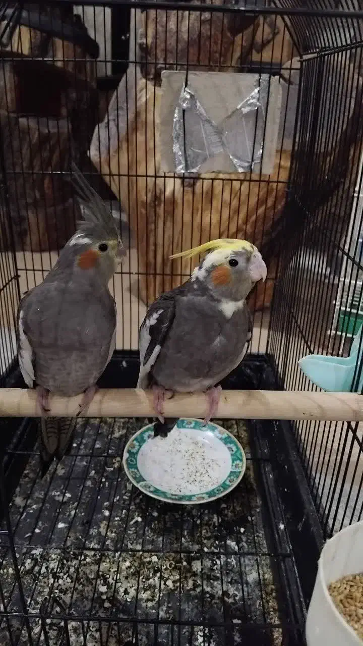 جوجه عروس هلندی دون خور|پرنده|بافق, |دیوار