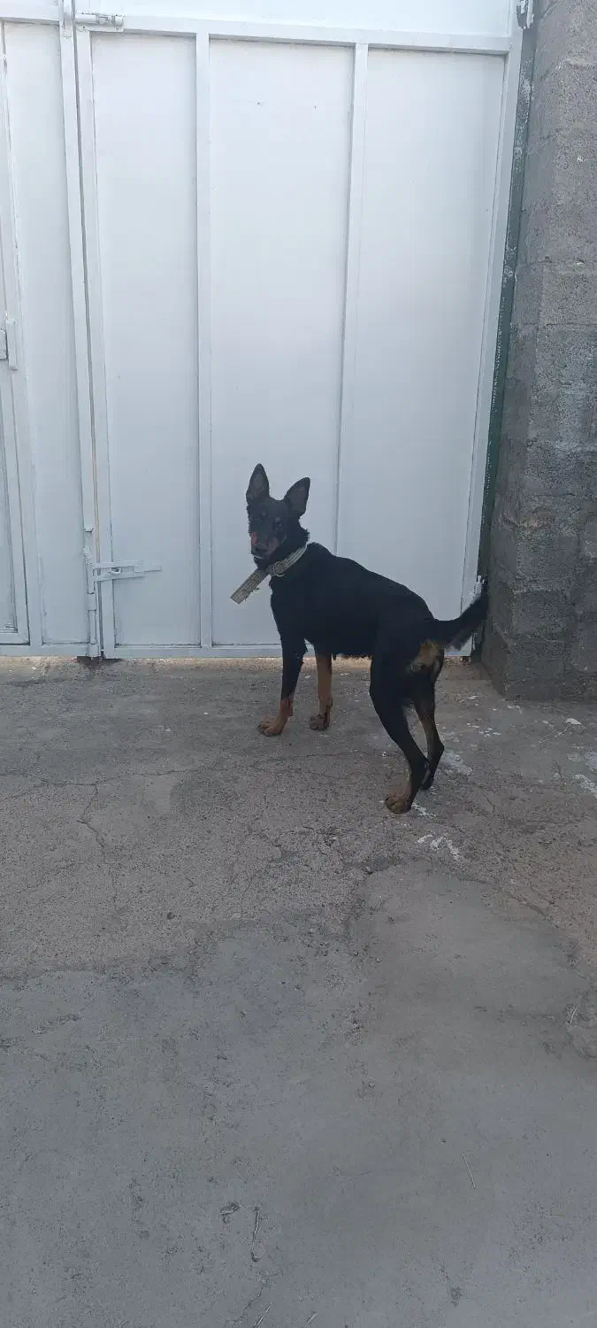 سگ ژرمن چهارچشم|سگ|جیرفت, |دیوار