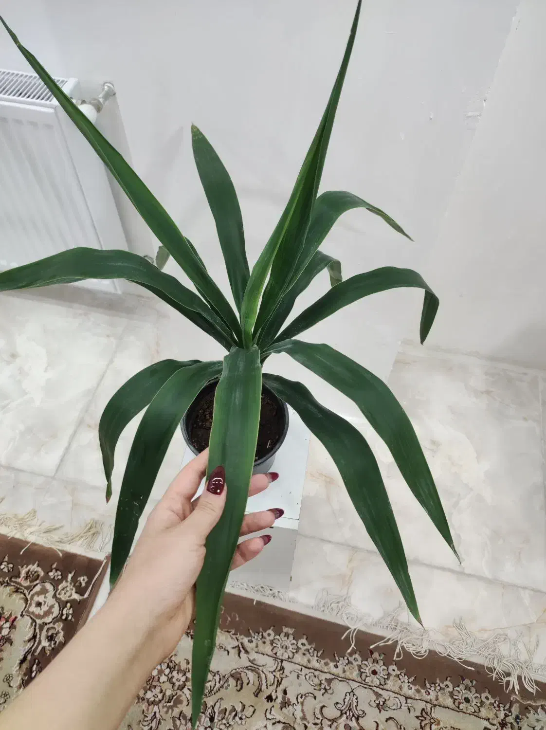 یوکا|گل و گیاه طبیعی|قزوین, |دیوار