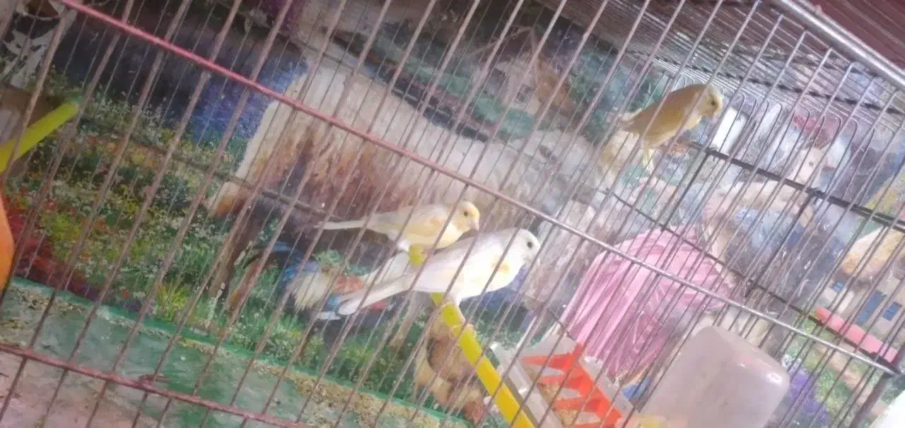 قناری|پرنده|شیروان (لرستان), |دیوار