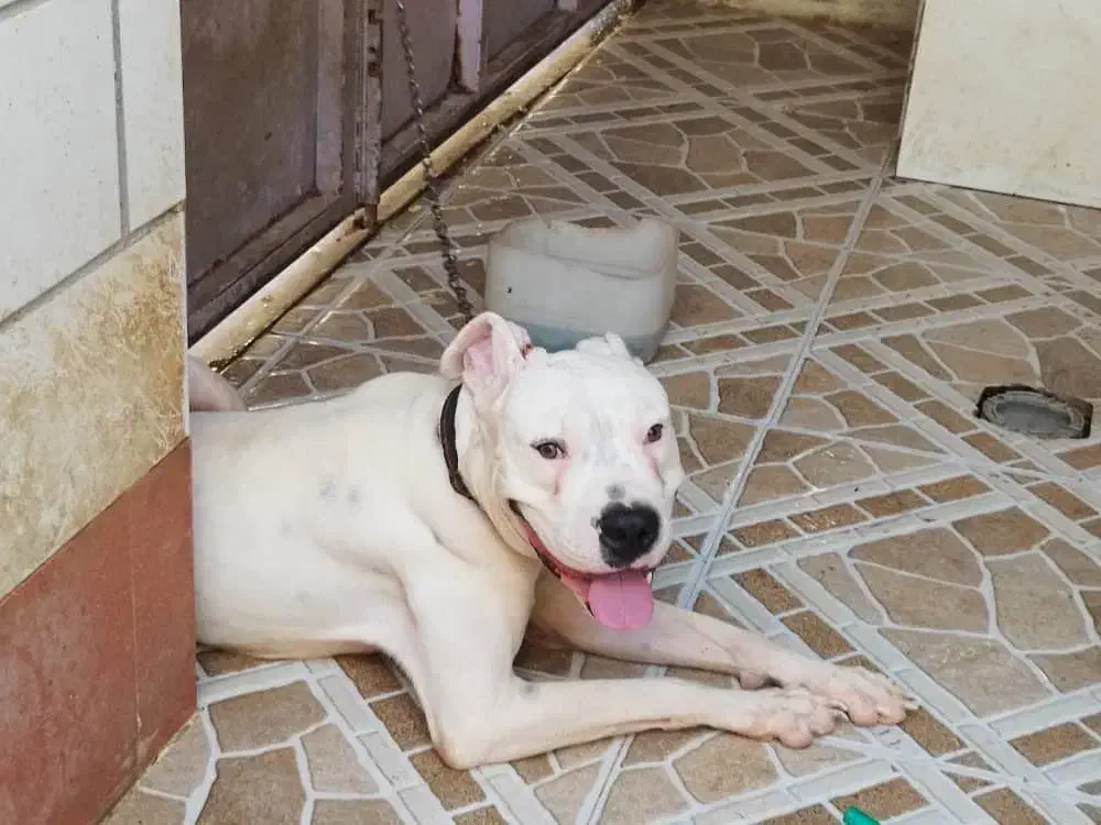 سگ داگو آرژانتین|سگ|بوشهر, |دیوار