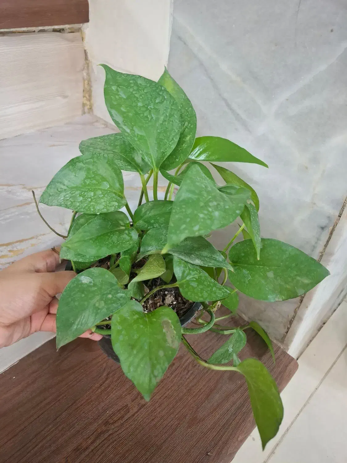 پک گل/گل/گل آپارتمانی/گل و گیاه|گل و گیاه طبیعی|یزد, |دیوار