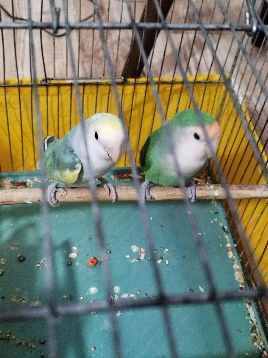 طوطی بزیلی جفت|پرنده|هشتگرد, فاز ۳ مهستان|دیوار