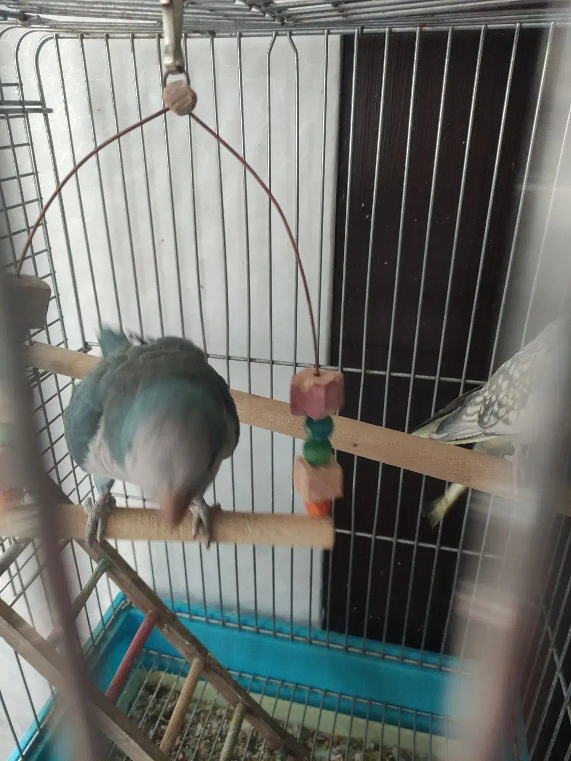 طوطی راهب آبی سرحال و بازیگوش|پرنده|پاکدشت, پاکدشت (مامازند)|دیوار