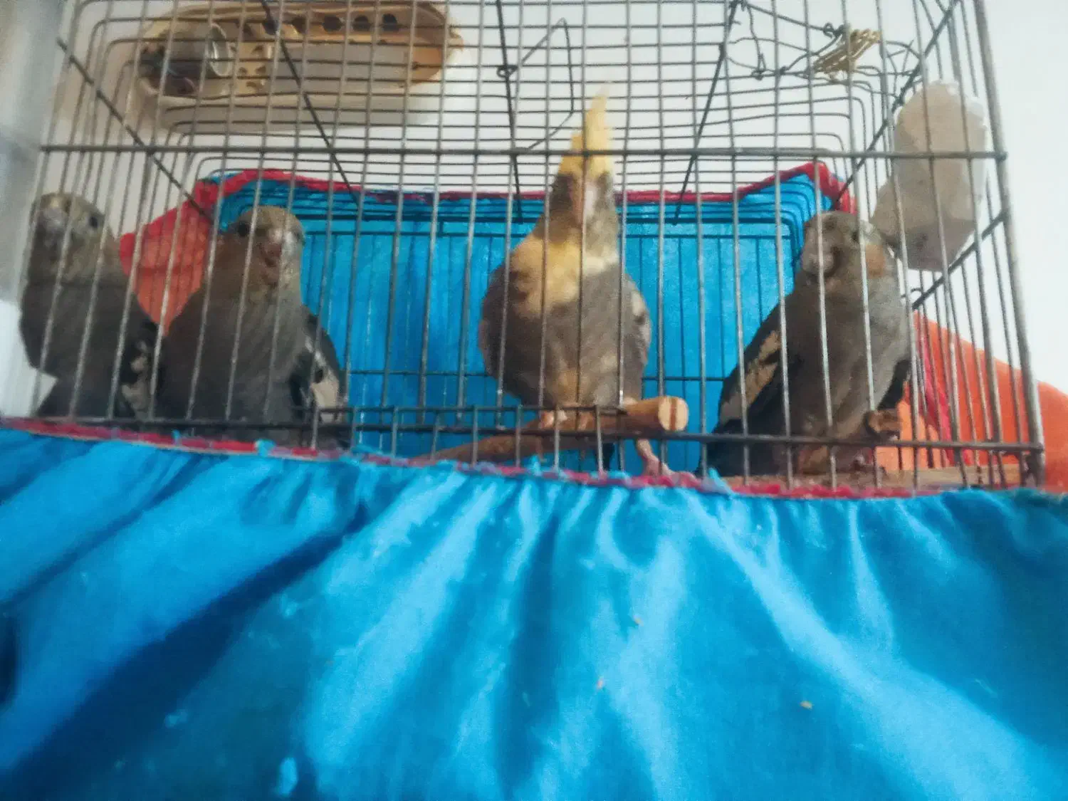 عروس هلندی|پرنده|قم, شهرک مهدیه (مدرس)|دیوار