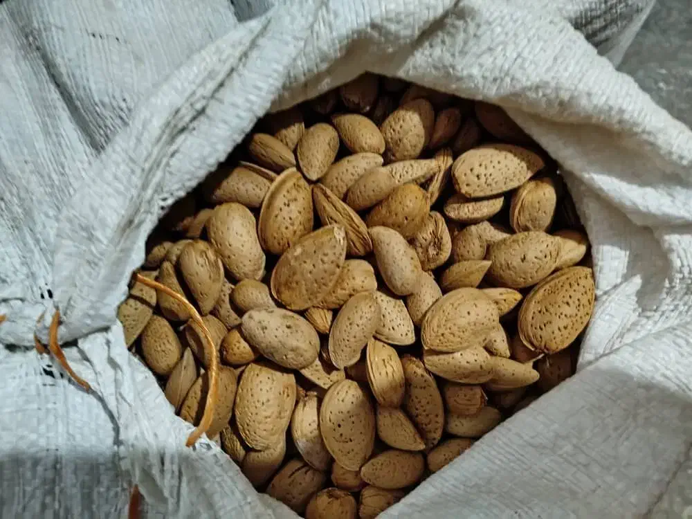 بادام شیرین|خوردنی و آشامیدنی|تکاب, |دیوار