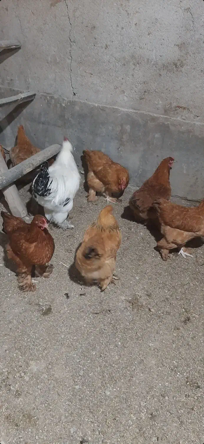 مرغ و خروس برهما و امپراتور|حیوانات مزرعه|آبسرد, |دیوار