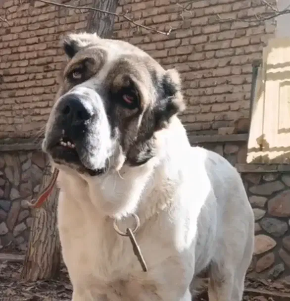 سگ توله11 ماهه نر الابای روسی نگهبان سراب ژرمن|سگ|تهران, تهرانپارس شرقی|دیوار