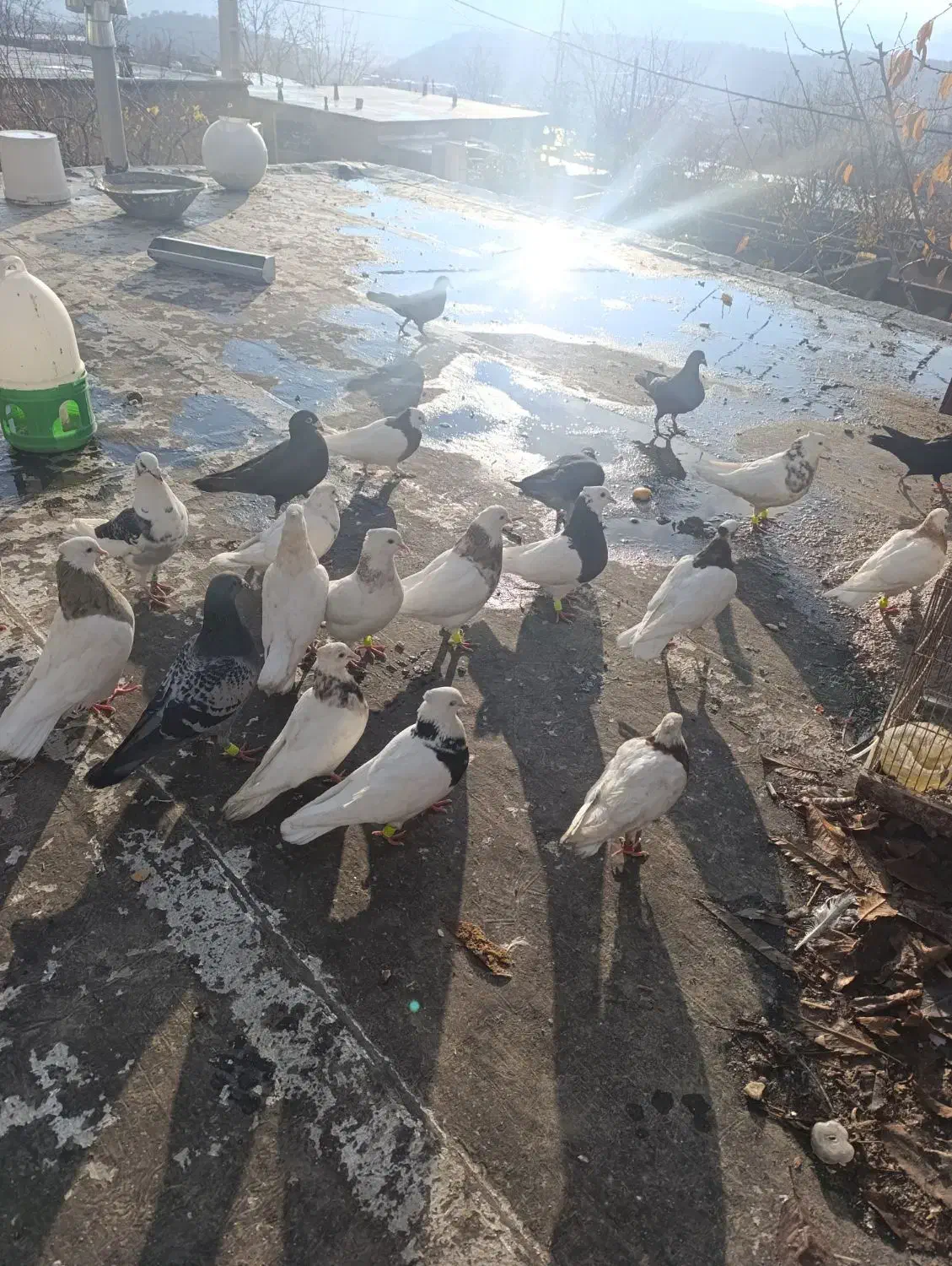 طوقی|پرنده|یاسوج, |دیوار