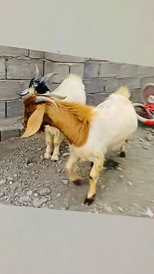 چپشت|حیوانات مزرعه|کهنوج, |دیوار